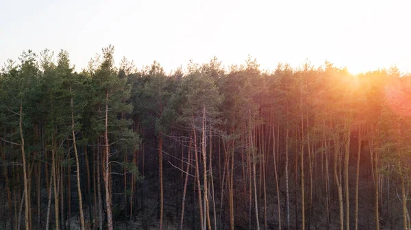 Żyła Powietrzna Zielonego Lasu Zachodzie Słońca Strzał Drona — Zdjęcie stockowe