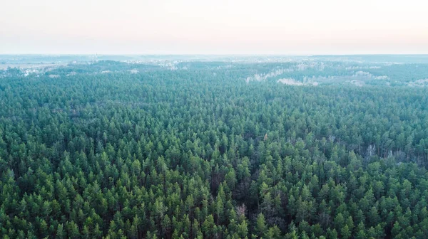 Aerial Veiw Green Forest Drone Shot — Stock Photo, Image