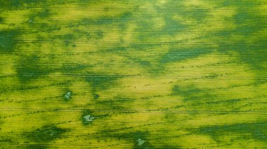 Çim tarlasının havadan görünüşü. Doğal yeşil yaz arkaplanı. İHA atışı