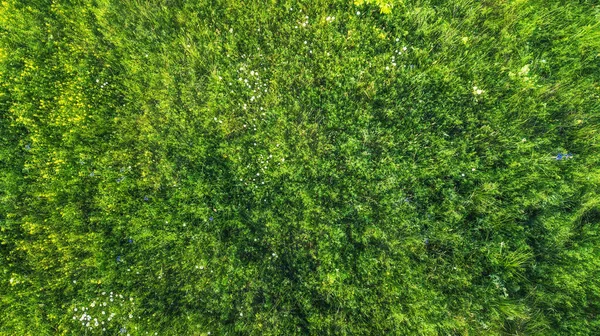 Поле Травы Сельских Цветов Дрон Птичий Глаз Антенна Вид Сверху — стоковое фото