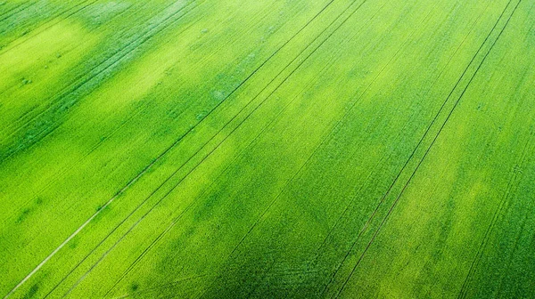 Luchtfoto Van Grasveld Natuurlijke Groene Lente Zomer Achtergrond Drone Schot — Stockfoto