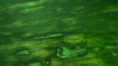 Çim tarlasının havadan görünüşü. Doğal yeşil yaz arkaplanı. İHA atışı. Yukarıdan gelen tarlalar