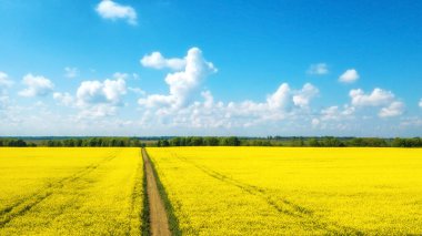 Ufuktaki yeşil ve sarı kolza tohumu tarlası köyünün havadan görüntüsü. Doğal bahar arka planı. İHA atışı. Yukarıdan gelen tarlalar