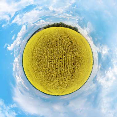 Küre manzarası. Sarı ayçiçeği tarlasının stereografik yansıması. 360 derece panorama. küçük gezegen