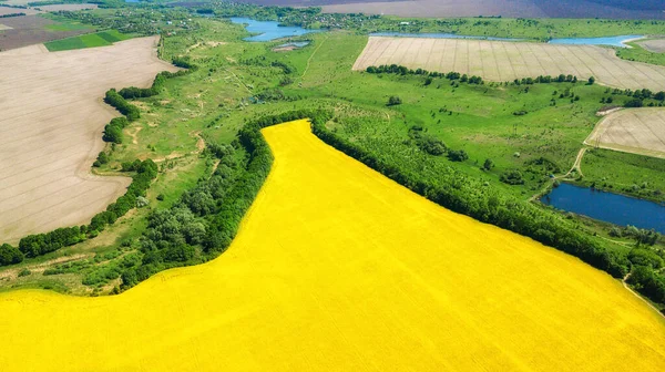 Sarı Kolza Tohumu Yeşil Buğday Tarlaları Kırsal Yolun Ortasındaki Hava — Stok fotoğraf
