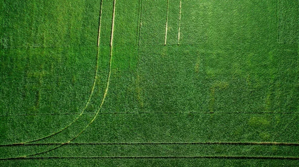 Luftaufnahme Des Rasenfeldes Natürliche Grüne Frühling Sommer Hintergrund Drohnenschuss Ackerland — Stockfoto