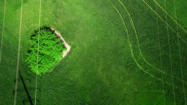 Vista Aérea Del Campo Hierba Natural Increíble Romántico Verde Primavera — Foto de Stock