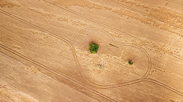 Воздушный Вид Пшеничное Поле Естественный Удивительный Романтический Желтый Летний Осенний — стоковое фото