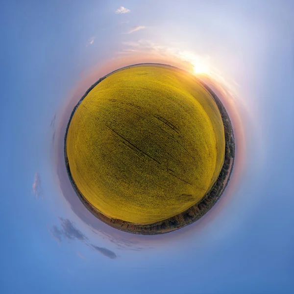 Globalpanorama Stereografische Projektion Eines Gelben Sonnenblumenfeldes Bei Sonnenuntergang 360 Grad — Stockfoto