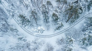 Gökyüzünden her zaman yeşil olan çam ormanının havadan görünüşü. Kuş gözü, İHA atışı. şaşırtıcı doğal kış geçmişi