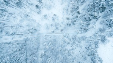 Gökyüzünden her zaman yeşil olan çam ormanının havadan görünüşü. Kuş gözü, İHA atışı. şaşırtıcı doğal kış geçmişi