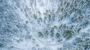 Gökyüzünden her zaman yeşil olan çam ormanının havadan görünüşü. Kuş gözü, İHA atışı. şaşırtıcı doğal kış geçmişi