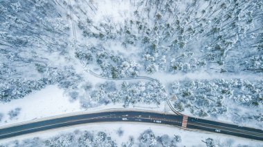 Gökyüzünden her zaman yeşil olan çam ormanının havadan görünüşü. Kuş gözü, İHA atışı. şaşırtıcı doğal kış geçmişi