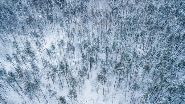 Widok Lotu Ptaka Wiecznie Zielonego Lasu Bożego Narodzenia Góry Strzał — Zdjęcie stockowe