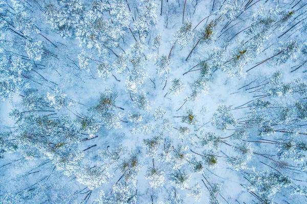 Flygfoto Vintergröna Christmass Skog Uppifrån Ett Drönarskott Naturlig Vinter Bakgrund — Stockfoto