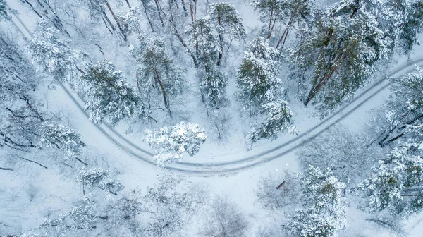 Gökyüzünden her zaman yeşil olan çam ormanının havadan görünüşü. Kuş gözü, İHA atışı. şaşırtıcı doğal kış geçmişi