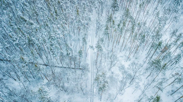 Vista Aerea Della Pineta Sempreverde Natale Dall Alto Occhio Gallina — Foto Stock