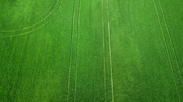 Luchtfoto Van Grasveld Natuurlijke Groene Lente Zomer Achtergrond Een Drone — Stockfoto