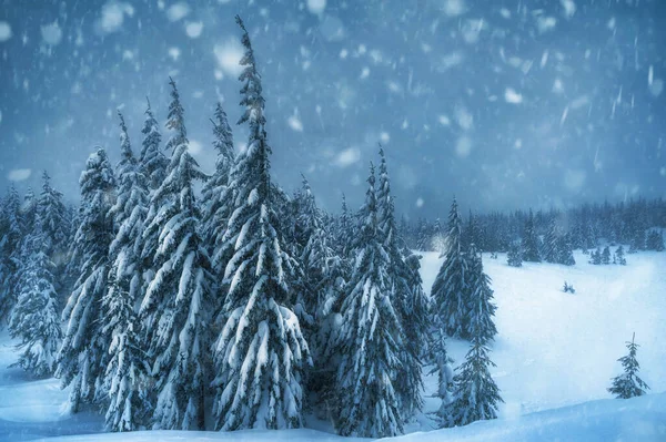 Granar Täckta Med Snö Vackert Vinterlandskap — Stockfoto