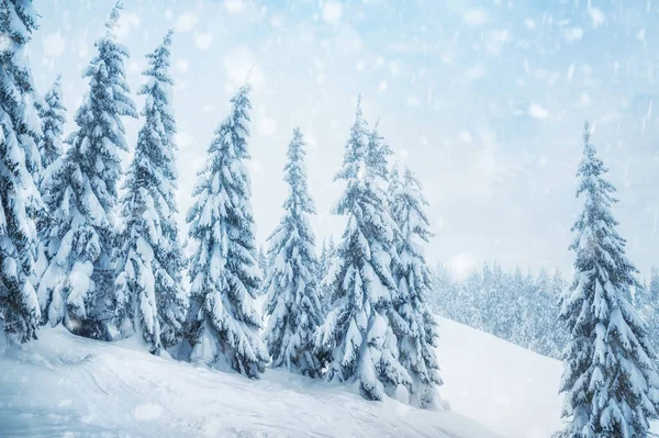 Granar Täckta Med Snö Vackert Vinterlandskap — Stockfoto