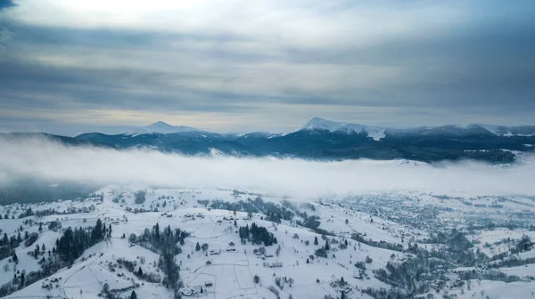 Flygfoto Tallskog Ovanifrån Fågelöga Drönarskott Fantastisk Naturlig Vinter Bakgrund Stockfoto