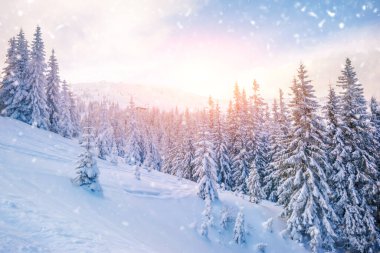 Kış manzarası. karla kaplı çam ağaçları