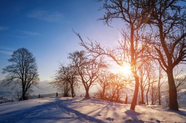 Kış manzarası. karla kaplı çam ağaçları