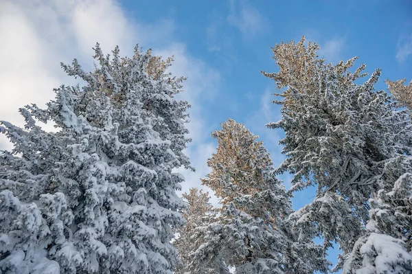 Paisaje Invierno Pinos Cubiertos Nieve —  Fotos de Stock