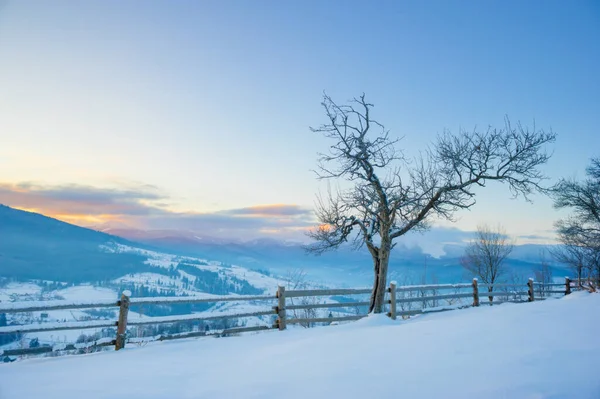 Zimowy Krajobraz Sosny Pokryte Śniegiem — Zdjęcie stockowe