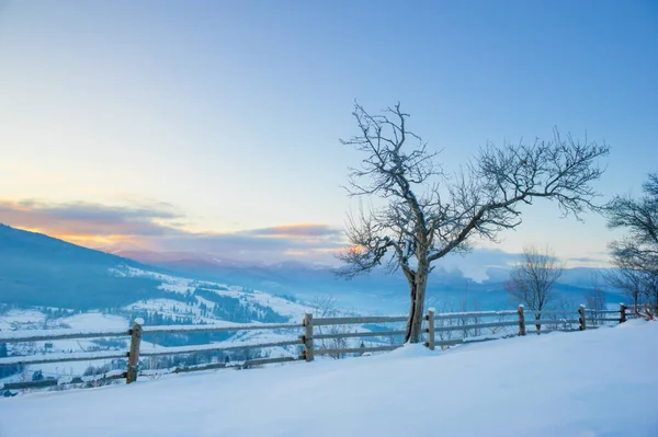 Paesaggio Invernale Pini Ricoperti Neve — Foto Stock