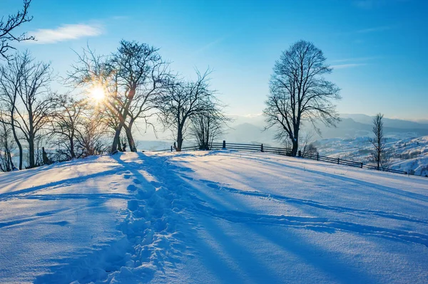 冬の風景 雪に覆われた松 — ストック写真