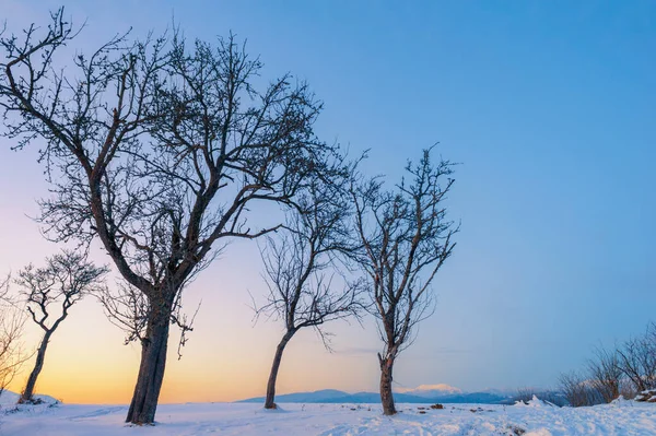 Paisaje Invierno Pinos Cubiertos Nieve —  Fotos de Stock