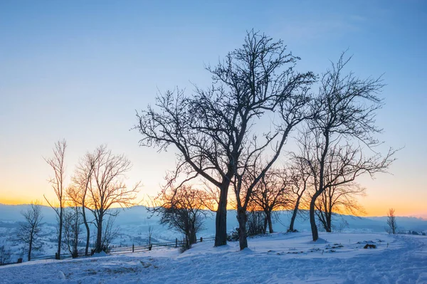 Paisaje Invierno Pinos Cubiertos Nieve —  Fotos de Stock