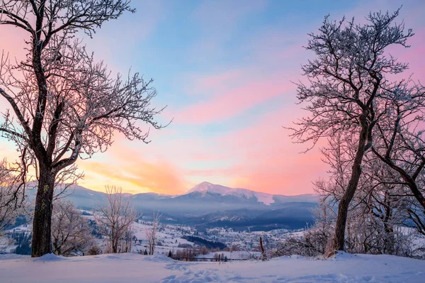 Paesaggio Invernale Pini Ricoperti Neve — Foto Stock