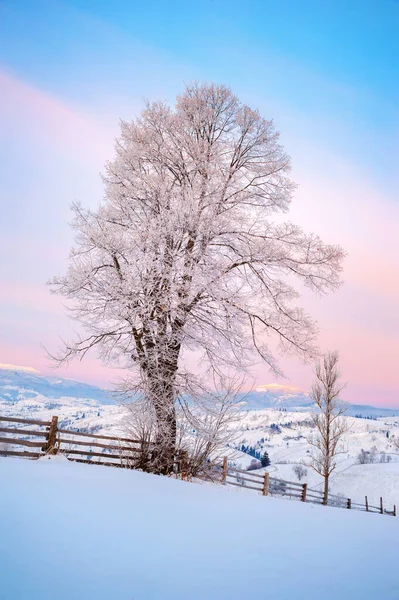 Zimní Krajina Borovice Pokryté Sněhem — Stock fotografie