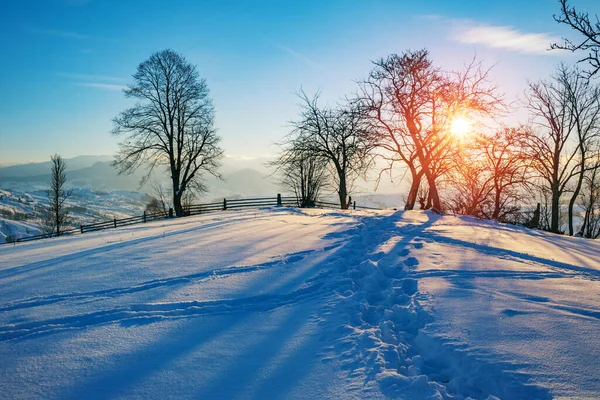 Paisaje Invierno Pinos Cubiertos Nieve — Foto de Stock