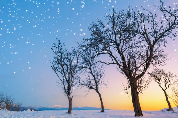 Vinterlandskap Tallar Täckta Med Snö — Stockfoto