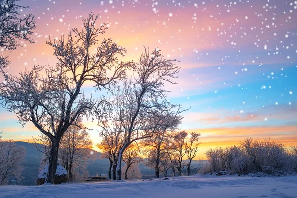 Зимний Пейзаж Сосны Покрытые Снегом — стоковое фото