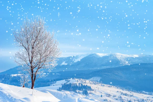 Vinterlandskap Tallar Täckta Med Snö — Stockfoto