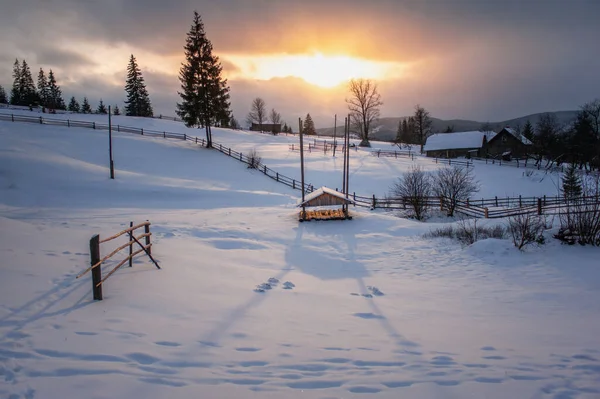 Abeti Coperti Neve Bellissimo Paesaggio Invernale — Foto Stock