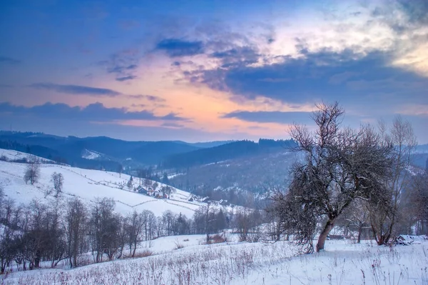 Abeti Coperti Neve Bellissimo Paesaggio Invernale — Foto Stock