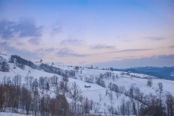 Dennenbomen Bedekt Met Sneeuw Prachtig Winterlandschap — Stockfoto