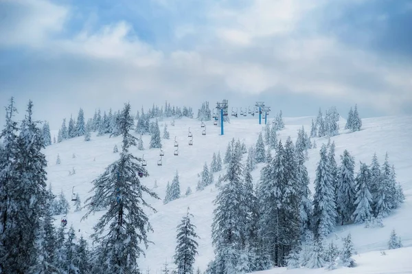Karla Kaplı Köknar Ağaçları Güzel Kış Manzarası — Stok fotoğraf