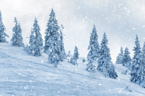 Granar Täckta Med Snö Vackert Vinterlandskap — Stockfoto