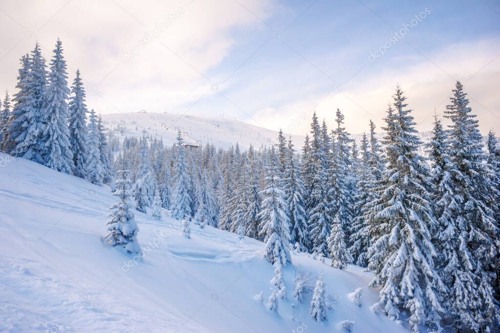 winter landscape. pine trees covered with snow