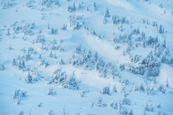 Karla Kaplı Köknar Ağaçları Güzel Kış Manzarası — Stok fotoğraf