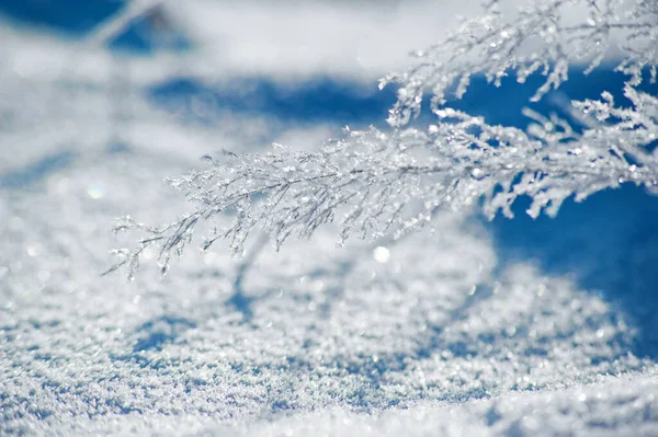 Yumuşak odaklı resim. Yakın plan buzlu ağaç dalı. kış arkaplanı