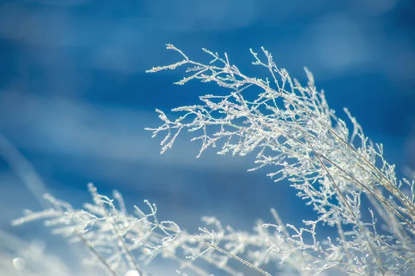 Nahaufnahme Eines Vereisten Astes Winterlicher Hintergrund — Stockfoto