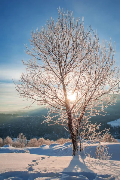 Wunderschöne Winterlandschaft Baum Mit Eis Und Schnee Bedeckt — Stockfoto