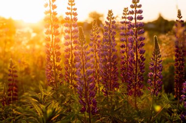Güzel mavi ve mor lupinler kırsal alanda gündoğumunda (günbatımında). Doğal çiçek arkaplanı